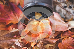 Small birch leaf inside drainpipe