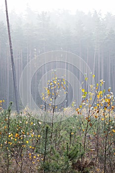 Small birches and pines in a forest clearing