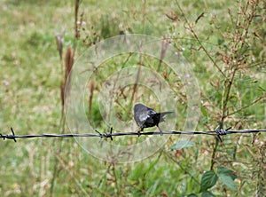 Small bird on the barbed wire