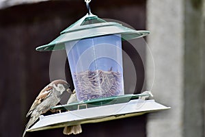 A small bird on bird feeder