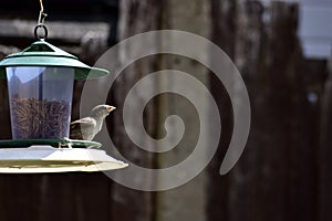 A small bird on bird feeder