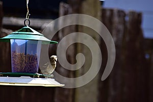 A small bird on bird feeder