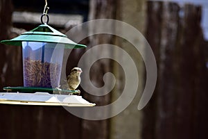 A small bird on bird feeder