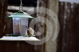 A small bird on bird feeder