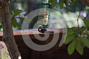 Small bird with black head hangs from bird feeder upside down