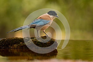 Small bird with blue tail on a stone in the middle of the lake