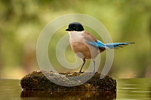 Small bird with blue tail on a stone in the middle of the lake