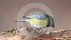 Small bird - Blue tit Cyanistes caeruleus sits on a dry branch