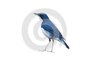 A small bird that is blue and white