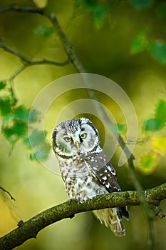 Small bird Boreal owl, Aegolius funereus, sitting on branch with clear green forest background, animal in the nature habitat, Russ