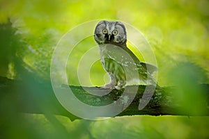 Small bird Boreal owl, Aegolius funereus, sitting on branch with clear green forest background, animal in the nature habitat, Swed