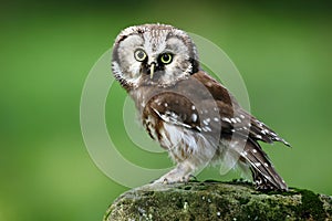 Small bird Boreal owl, Aegolius funereus, sitting on larch stone with clear green forest background photo