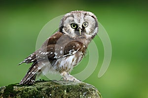 Small bird Boreal owl, Aegolius funereus, sitting on larch stone with clear green forest background photo