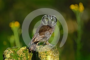 Small bird Boreal owl, Aegolius funereus, sitting on larch stone with clear green forest background and yellow flowers, animal in