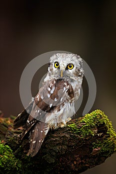 Small bird Boreal owl, Aegolius funereus, sitting on larch tree trunk with clear dark forest background, in the nature habitat, Sw