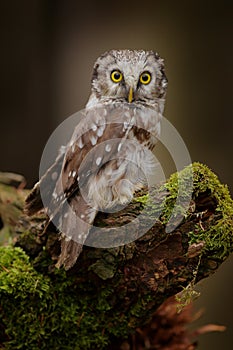 Small bird Boreal owl, Aegolius funereus, sitting on the stone with clear green forest in background and yellow flowers, animal in