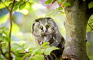 Small bird Boreal owl, Aegolius funereus, sitting on the tree branch in green forest