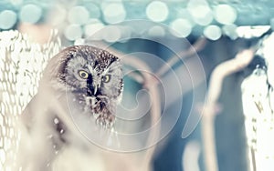 Small bird Boreal owl, Aegolius funereus, sitting on the tree branch in green forest