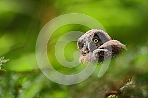 Small bird Boreal owl, Aegolius funereus, sitting on the tree branch in green forest background, young, baby, cub, calf, pup, Swed