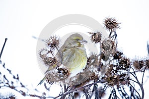 Small bird on a branch in winter