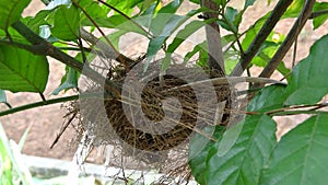 A small bird built its nest on a small fruit tree I planted