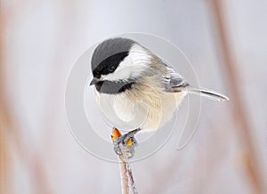 Chickadee Winter