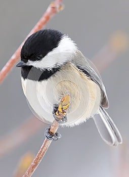 Small Bird Called A Black Capped Chickadee Sitting On A Tree Branch