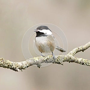 Small Bird Chickadee