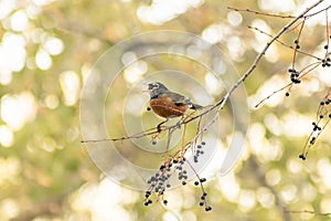 Small bird chirping on a tree branch