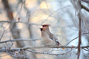 Small bird in the cold winter