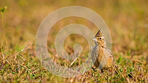 Small bird with Crest, green background