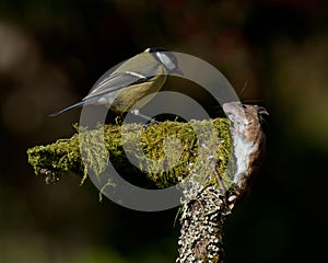 Small bird encounters a forest mouse