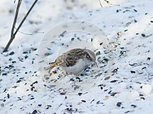 Small bird Eurasian or Common Treecreeper, Certhia familiaris, close-up portrait on snow, selective focus, shallow DOF