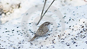 Small bird Eurasian or Common Treecreeper, Certhia familiaris, close-up portrait on snow, selective focus, shallow DOF