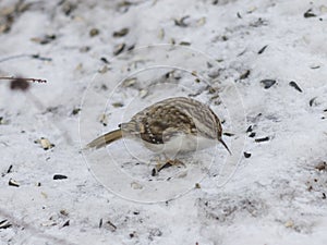 Small bird Eurasian or Common Treecreeper, Certhia familiaris, close-up portrait on snow, selective focus, shallow DOF