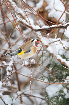 Small bird European goldfinch in winter