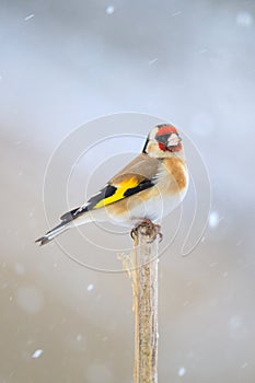 Small bird European goldfinch in winter