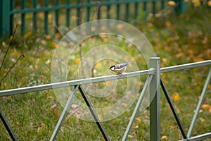 Small bird on the fence in an urban environment