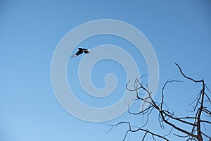 Small bird flying flutter on blue sky