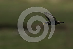 a small bird flying over a field covered in grass with it's beak open