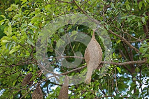 The small bird in front of nest bird on tree in nature at thailand