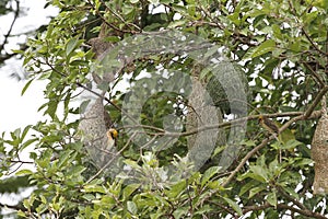 The small bird in front of nest bird on tree in nature at thailand focus left bird