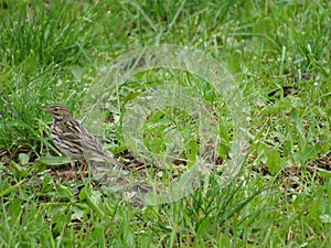 Small bird at the grass