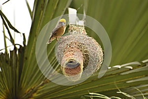 Small bird green plants background nature