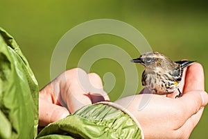 Small bird on hand