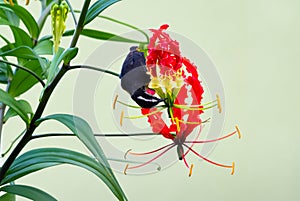 Small bird hanging on a tropical flower drinking nectar