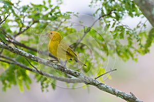 Small bird holding branch with the beak