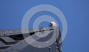 small bird on a house