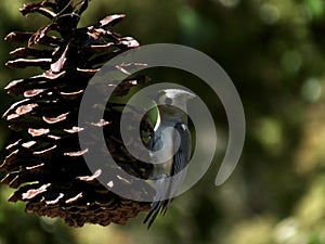 Small Bird landing on giant pine one