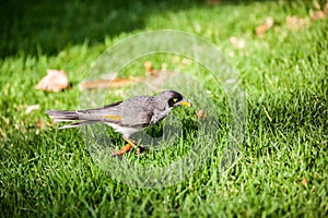 Small bird on the lawn.